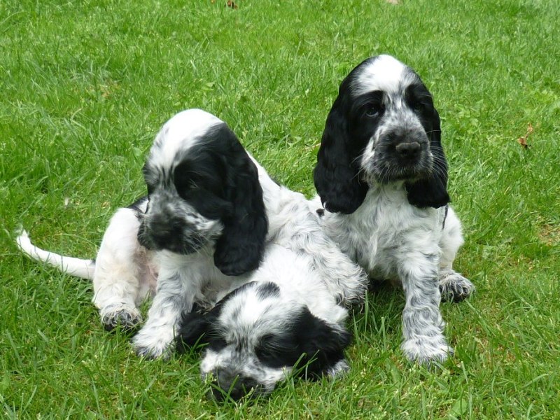 31-Fant, Fanny, Fred.JPG